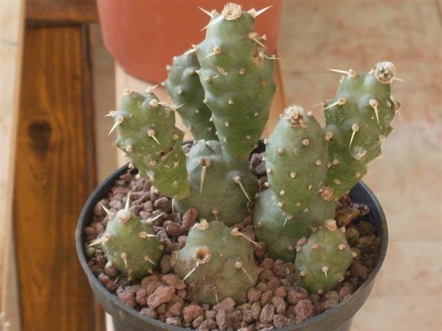 Tephrocactus articulatus v. oligacanthus 