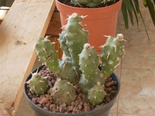 Tephrocactus articulatus v. oligacanthus 