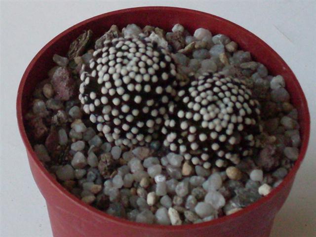 Mammillaria luethyi 