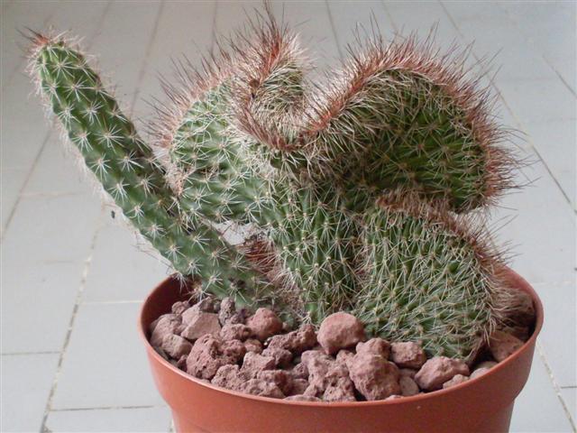 nyctocereus serpentinus f. cristatus