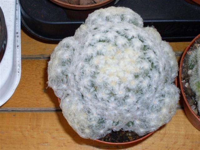 Mammillaria plumosa 