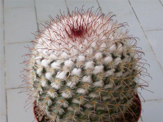 mammillaria bombycina 