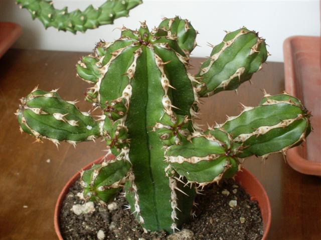 Euphorbia echinus 