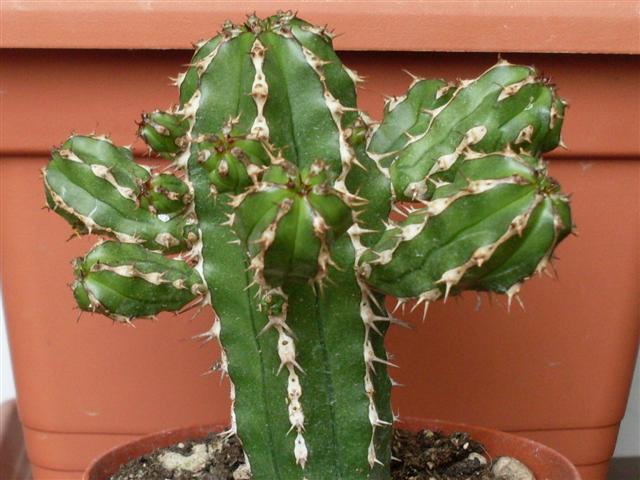 Euphorbia echinus 