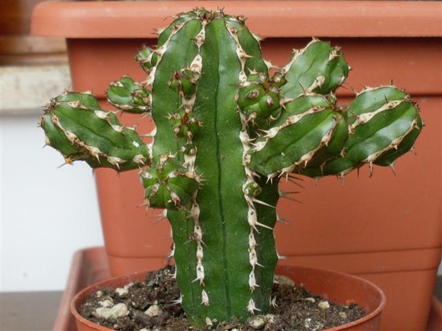 Euphorbia echinus 