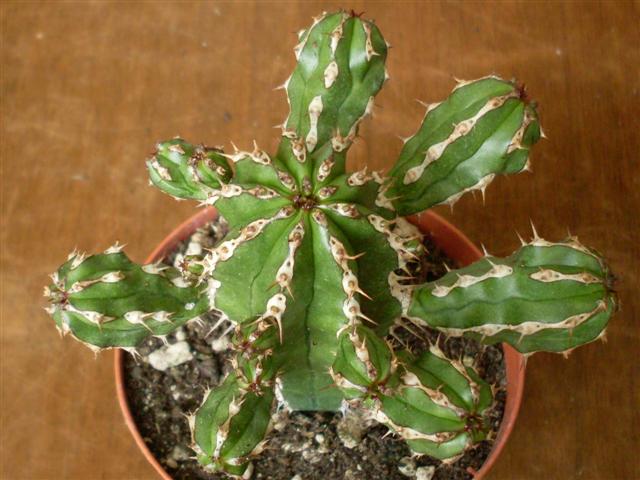 Euphorbia echinus 