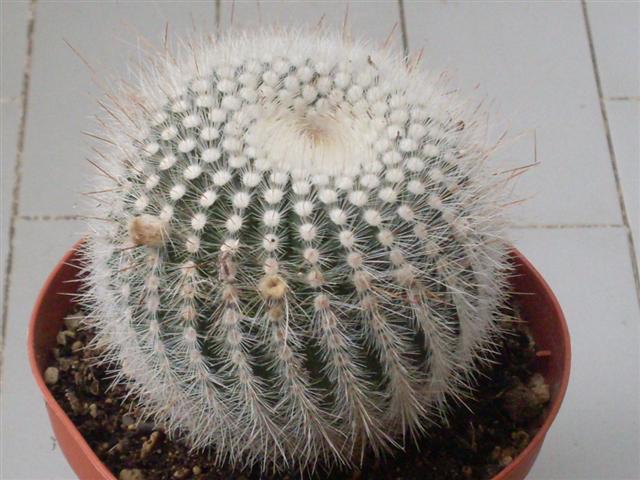 Parodia  