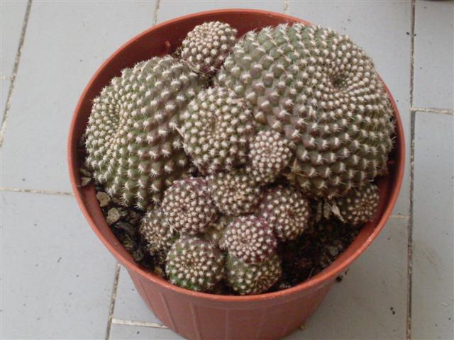 Rebutia  