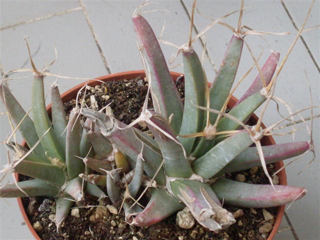 leuchtembergia  