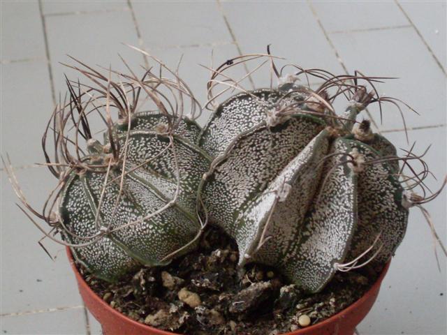 Astrophytum  