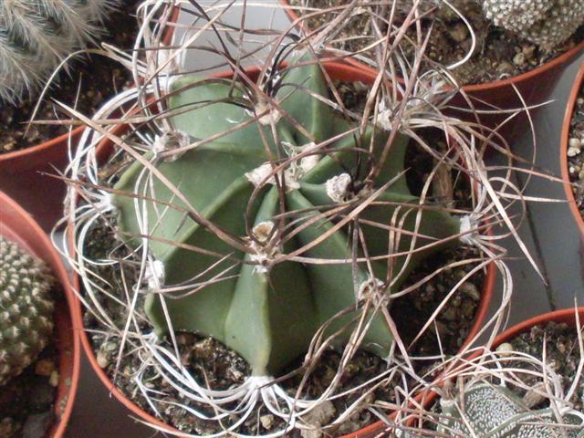 Astrophytum  