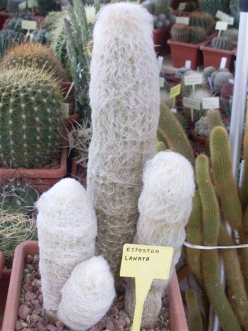 Espostoa lanata 