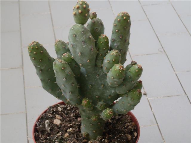 potrebbe essere una opuntia fragilis var.brachyarthra?  