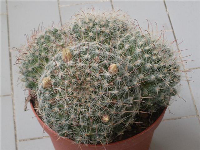 puo' essere un zeilmanniana a fiori bianchi?  