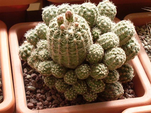 Gymnocalycium bruchii. 