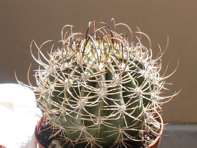 Echinopsis leucantha 