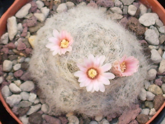 Mammillaria glassii ssp. ascensionis 