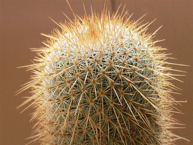 Mammillaria magnifica var.minor 
