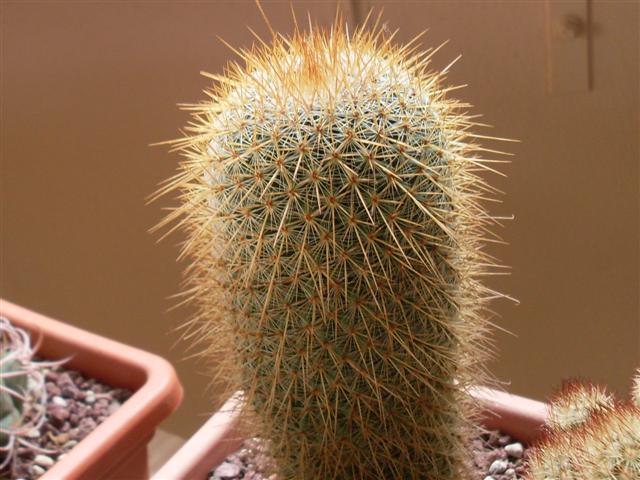 Mammillaria magnifica. var.minor 