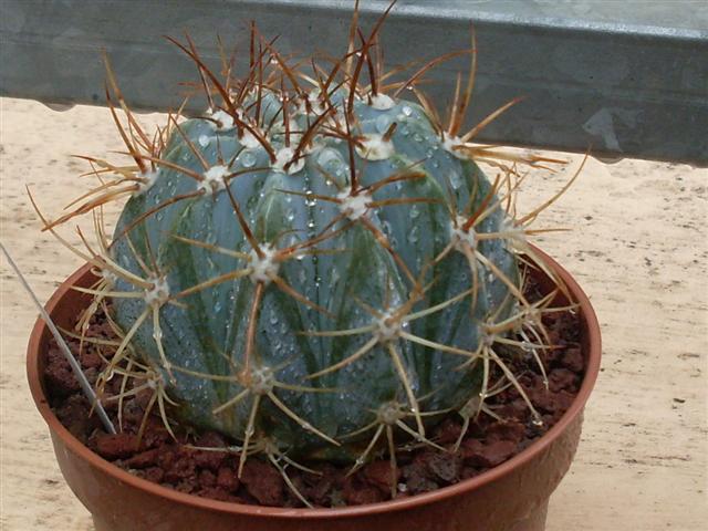 2. dovrebbe essere azureus  