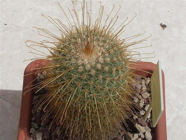 mammillaria magnifica 