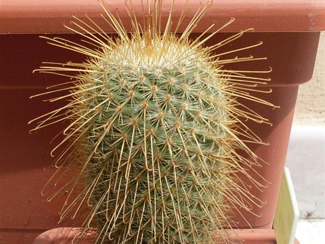 mammillaria magnifica 
