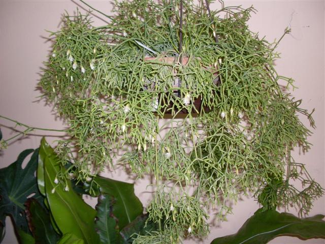 rhipsalis cereuscula