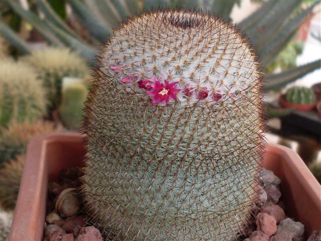 Mammillaria haageana ssp. conspicua 