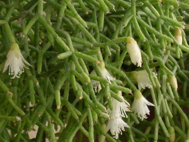 Rhipsalis cereuscula 