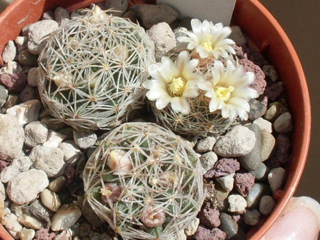 Mammillaria picta 