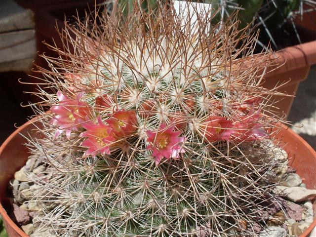 Mammillaria rekoi ssp. leptacantha 