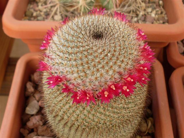 Mammillaria haageana ssp. conspicua 