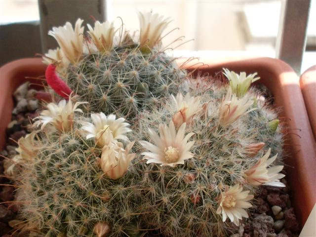 Mammillaria crinita 