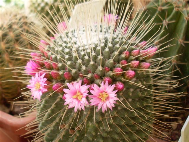 Mammillaria spinosissima cv. un pico 