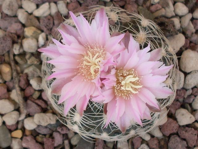 Gymnocalycium bruchii 