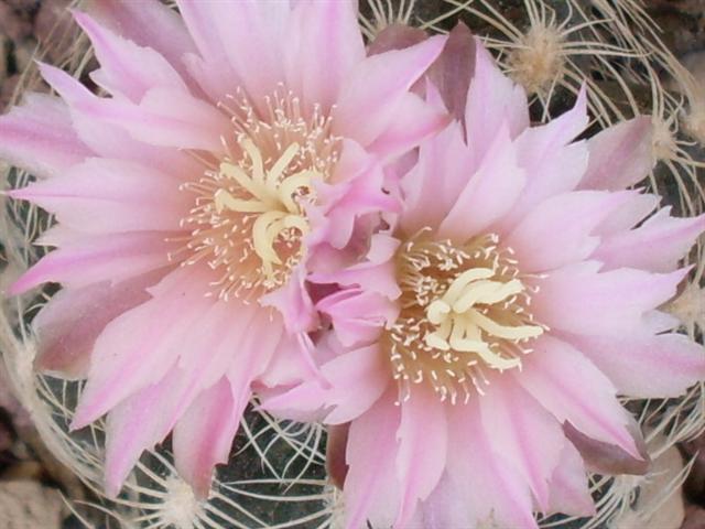 Gymnocalycium bruchii 