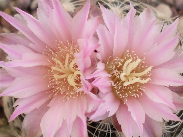 Gymnocalycium bruchii 