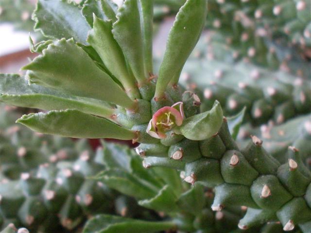 Monadenium guentheri 