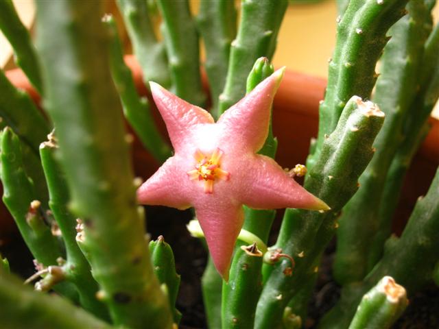 Stapelia divaricata 