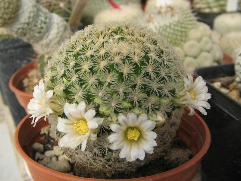 Mammillaria roemeri 