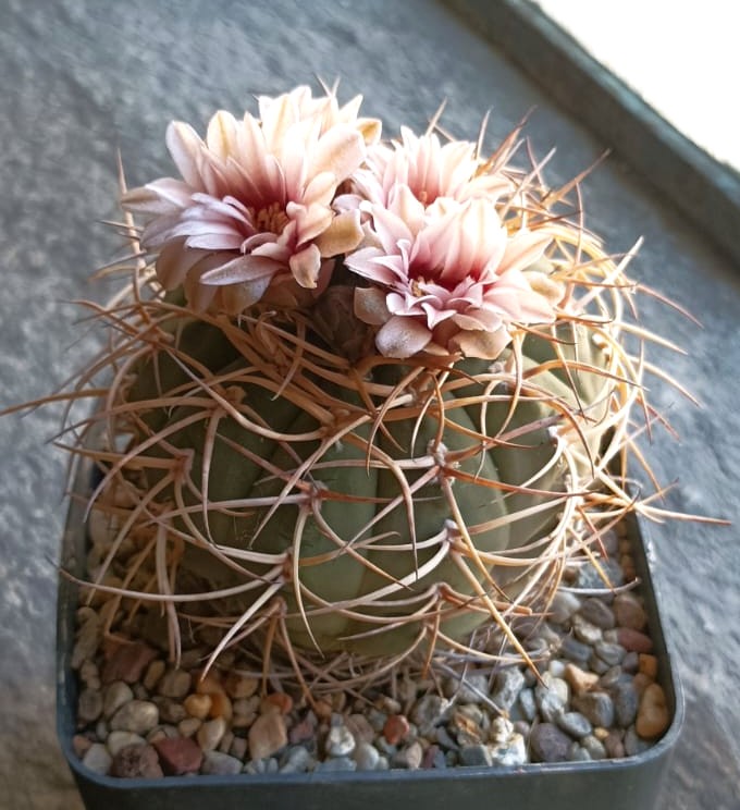Gymnocalycium cardenasianum se91