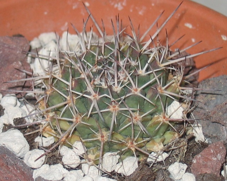 sconosciuto  
