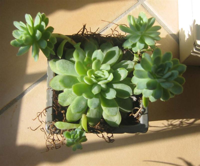 Sedum  