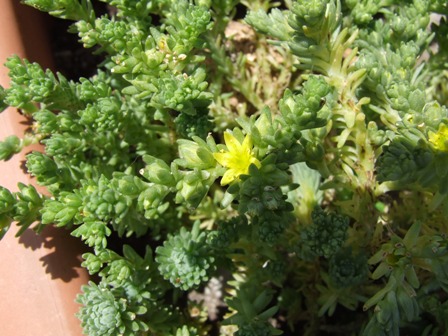 Sedum acre 