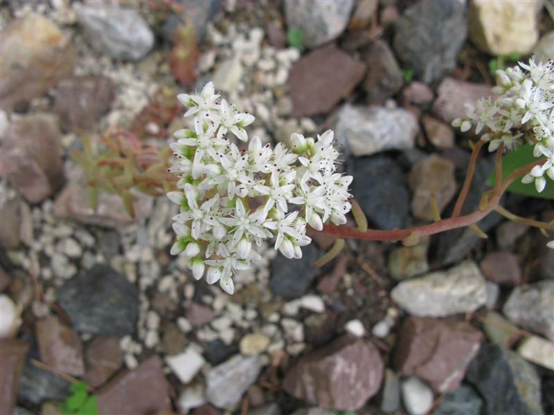 sedum album