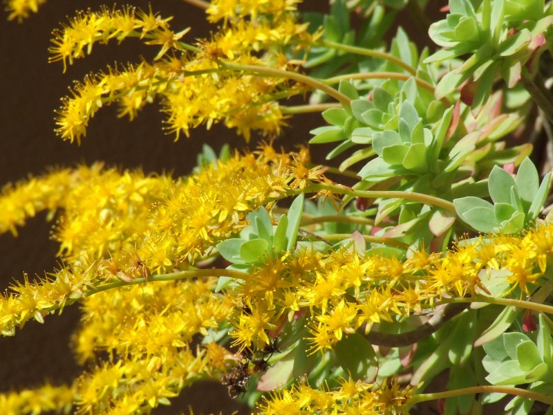 Sedum compressum 