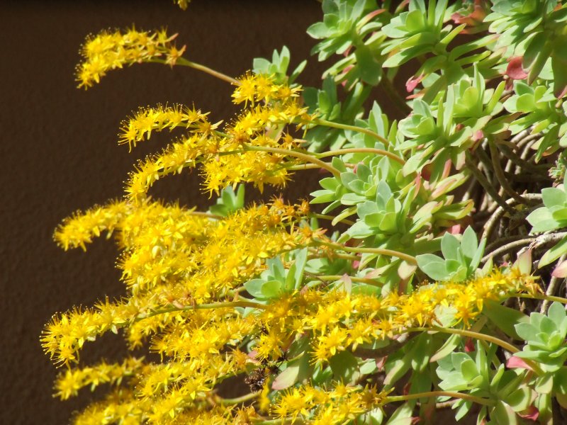 Sedum compressum 