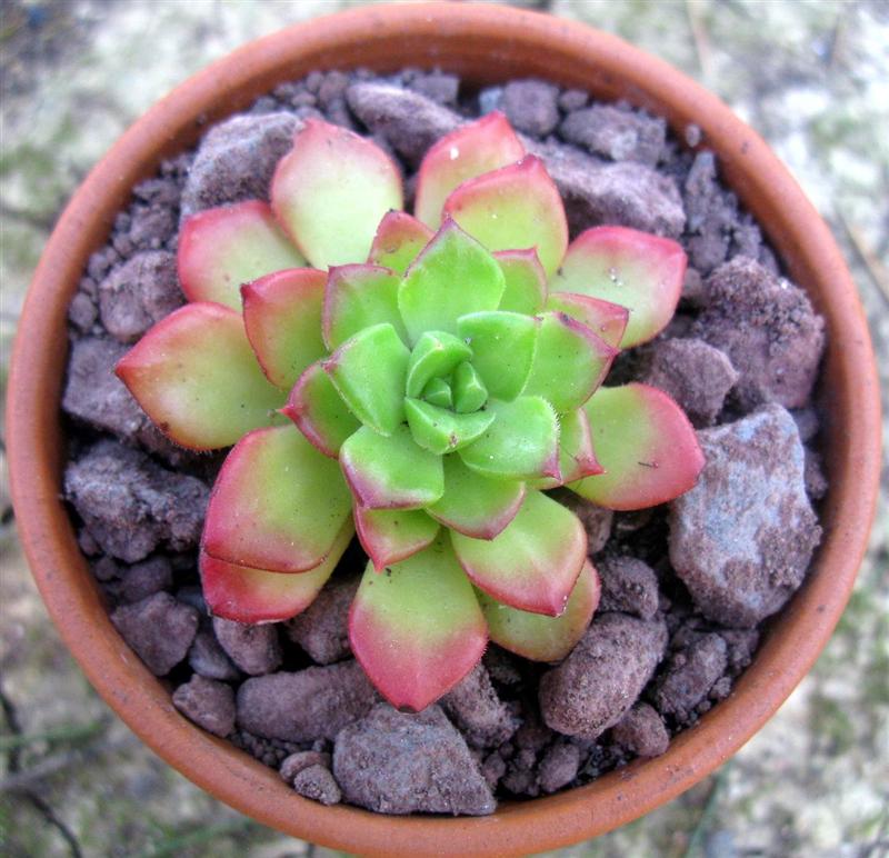 sedum cuspidatum