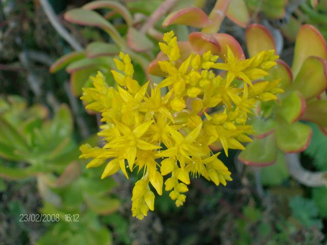 Sedum dendroideum 