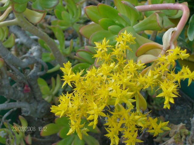 Sedum dendroideum 